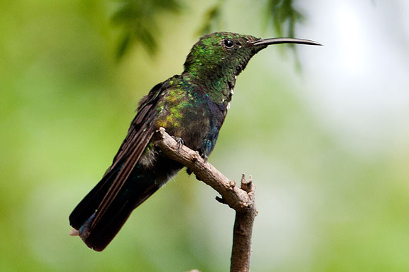 Green-throated Carib (Eulampis holosericeus)