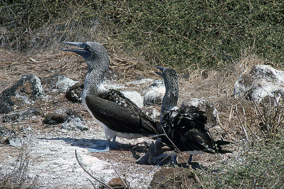 Blue-footed Booby (Sula nebouxii)