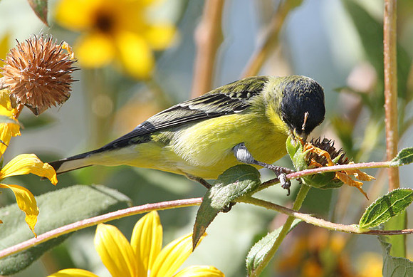 Lesser Goldfinch (Carduelis psaltria) also known as Dark-backed Goldfinch