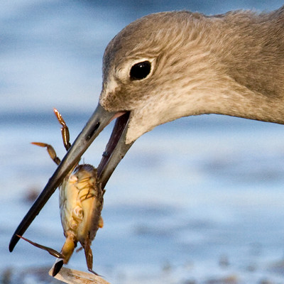 Willet (Tringa semipalmata)
