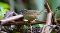 Grey-throated Babbler (Stachyris nigriceps)