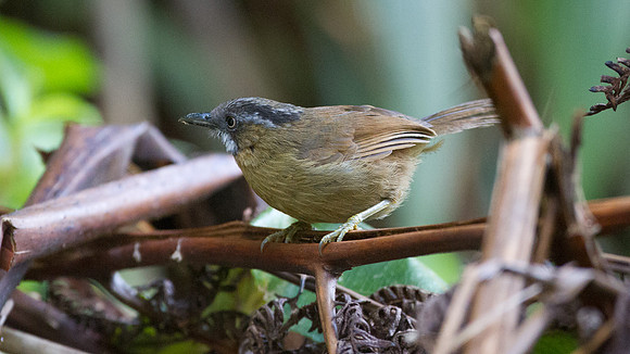 Grey-throated Babbler (Stachyris nigriceps)