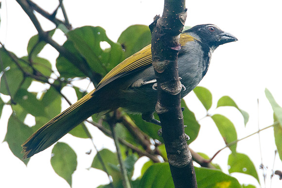 Black-headed Saltator (Saltator atriceps)