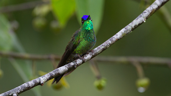 Violet-fronted Brilliant (Heliodoxa leadbeateri)