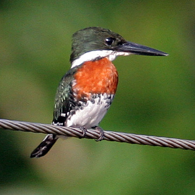 Green Kingfisher (Chloroceryle americana) Male