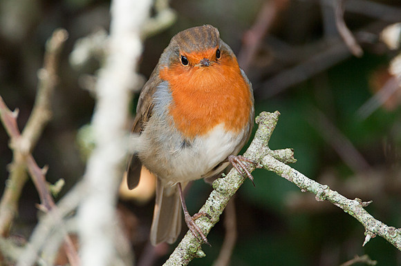 European Robin (Erithacus rubecula)