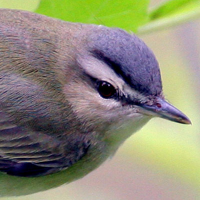 Red-eyed Vireo (Vireo olivaceus)
