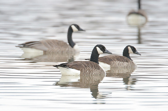 Canada Goose (Branta canadensis)