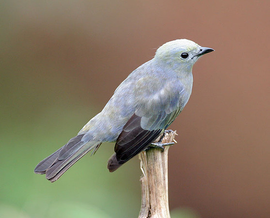 Palm Tanager (Thraupis palmarum) juvenile