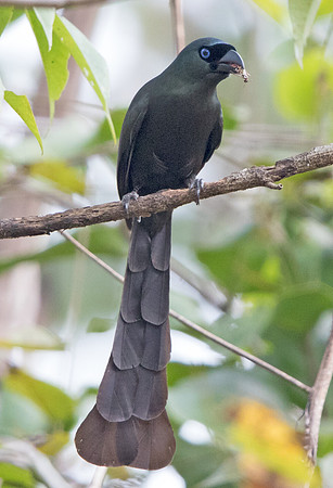 Racket-tailed treepie (Crypsirina temia)
