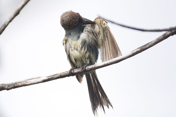 Brown-crested Flycatcher (Myiarchus tyrannulus)