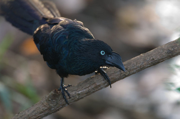 Greater Ani (Crotophaga major)