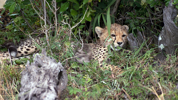 1988 Africa cheetah cub img440