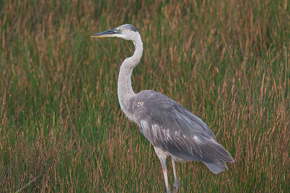 Great Blue Heron (Ardea herodias)