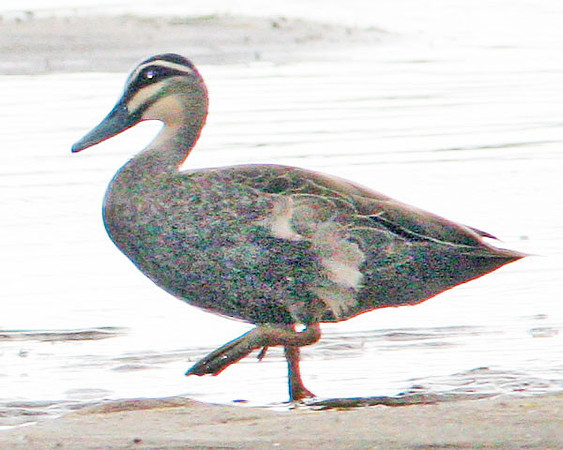Pacific Black Duck (Anas superciliosa)