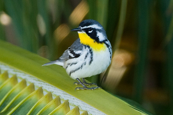 Yellow-throated Warbler (Dendroica dominica)