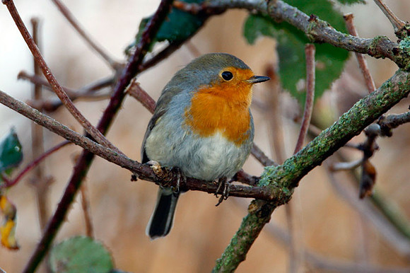 European Robin (Erithacus rubecula)