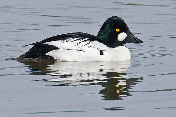 Common Goldeneye (Bucephala clangula)