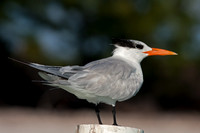 Royal Tern (Thalasseus maximus)