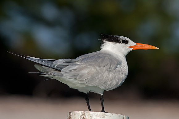 Royal Tern (Thalasseus maximus)