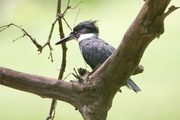Belted Kingfisher (Megaceryle alcyon) male
