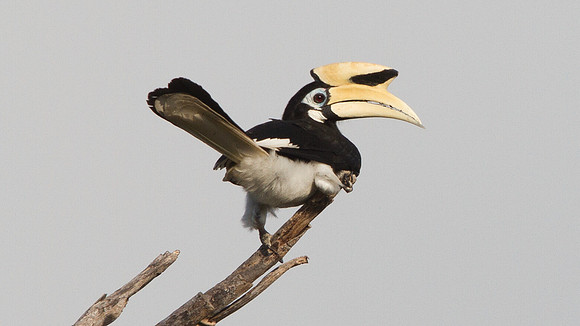 Oriental pied hornbill (Anthracoceros albirostris)