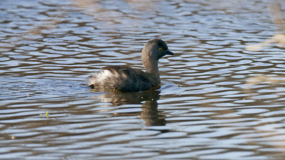 Least Grebe (Tachybaptus dominicus)
