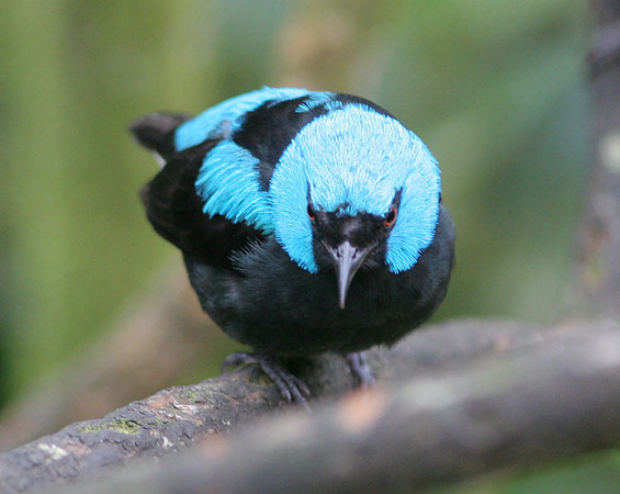 Scarlet-thighed Dacnis (Dacnis venusta) male