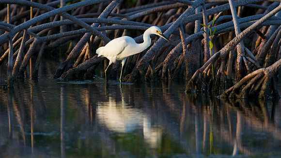 Snowy Egret (Egretta thula)
