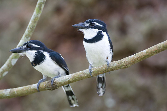 Pied Puffbird (Notharchus tectus)