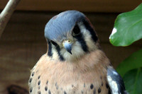 American Kestrel (Falco sparverius)
