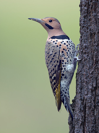 Northern flicker (Colaptes auratus) Male