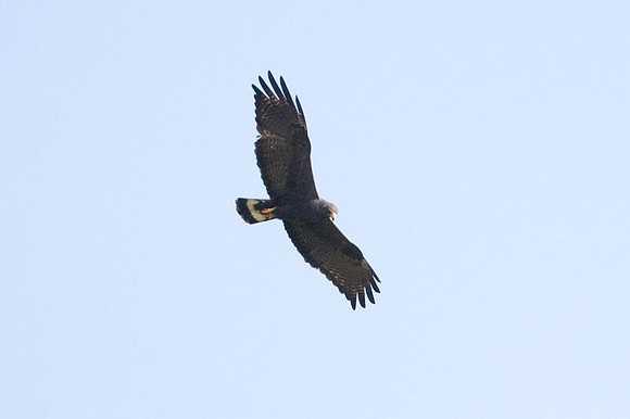 Zone-tailed Hawk (Buteo albonotatus)