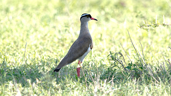 Crowned Lapwing (Vanellus coronatus)
