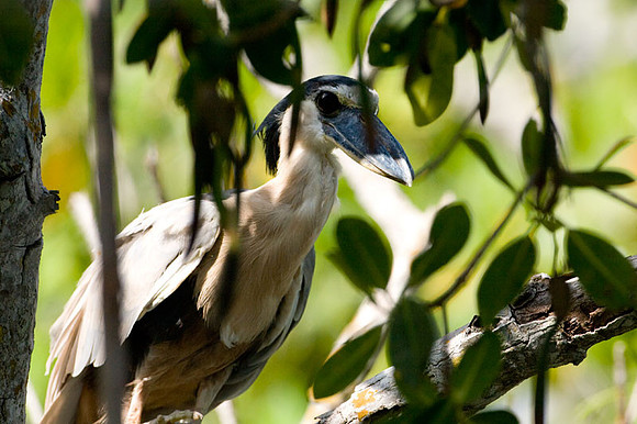 Boat-billed Heron (Cochlearius cochlearius)