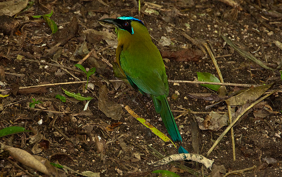 Blue-crowned Motmot (Momotus momota)