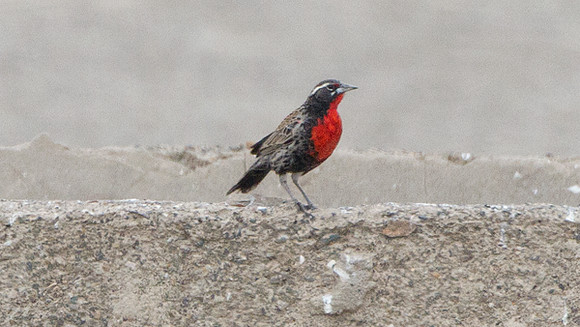 Peruvian Meadowlark (Sturnella bellicosa)