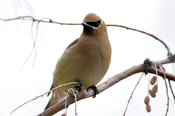 Cedar Waxwing (Bombycilla cedrorum)