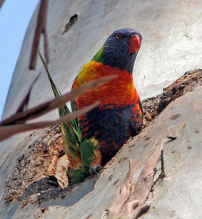 Rainbow Lorikeet (Trichoglossus haematodus)