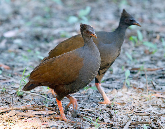 Orange-footed scrubfowl (Megapodius reinwardt)