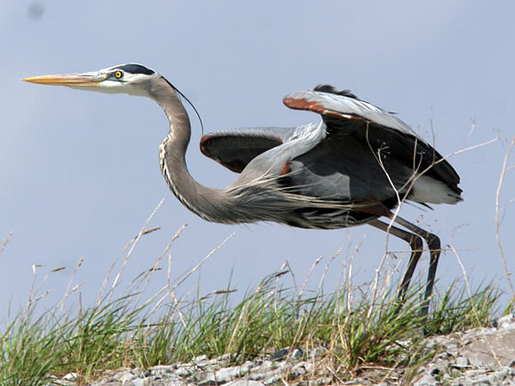 Great Blue Heron (Ardea herodias)