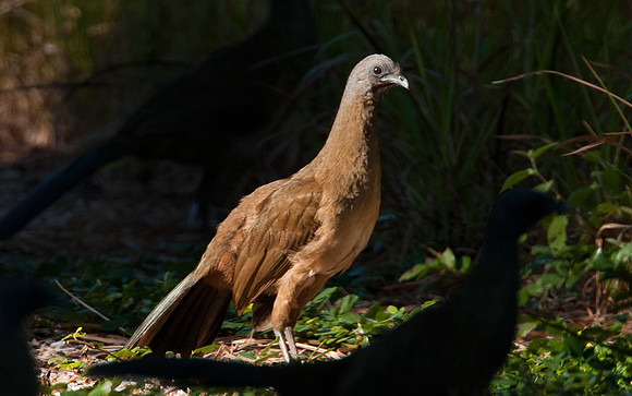 Plain Chachalaca (Ortalis vetula)