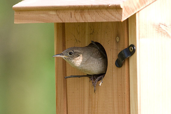 House Wren (Troglodytes aedon)