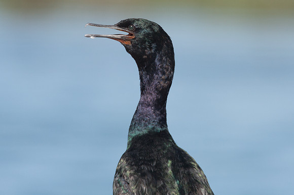 Pelagic Cormorant (Phalacrocorax pelagicus)