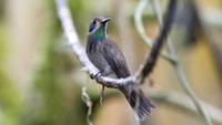 Brown Violetear (Colibri delphinae)