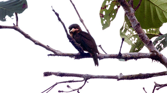 Dusky Broadbill (Corydon sumatranus)