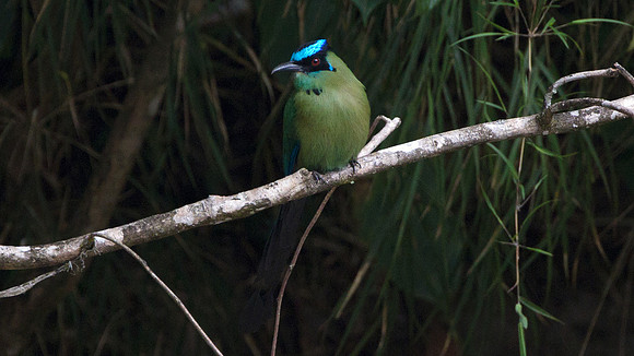 Highland Motmot (Momotus momota)
