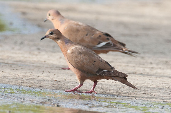 Zenaida Dove (Zenaida aurita)