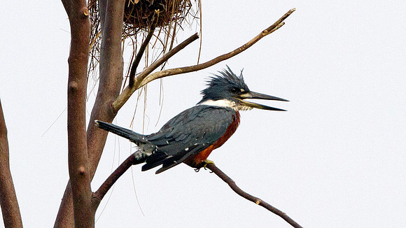 Ringed Kingfisher (Megaceryle torquata)