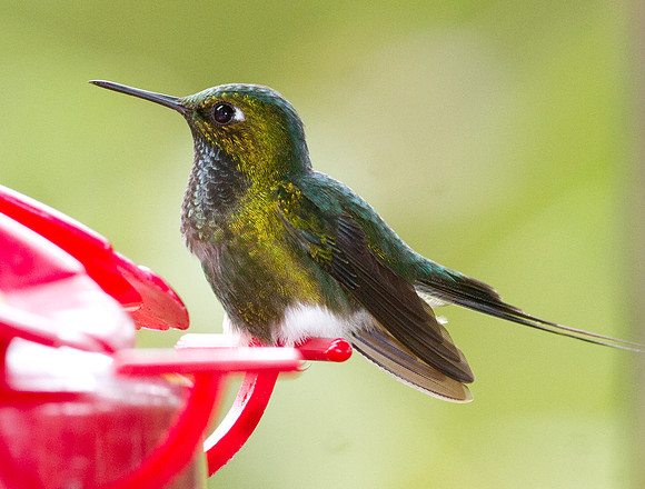 Booted Racket-tail (Ocreatus underwoodii)